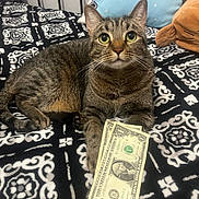 Chikkis joined the competition — help win amazing prizes! cat, tabby_cat, feline, dollar_bill, money, bed, blanket, pillow, stuffed_animal, paw, whiskers, green_eyes, indoor, pet, portrait, lying_down, black_and_white_pattern, plush_toy, cozy, looking_up