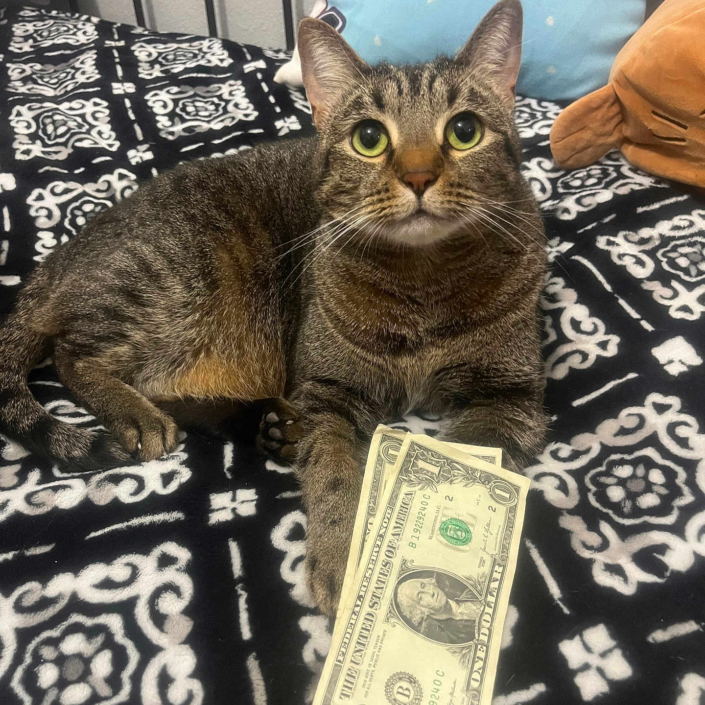 Chikkis joined the competition — help win amazing prizes! bed, black_and_white_pattern, blanket, cat, cozy, dollar_bill, feline, green_eyes, indoor, looking_up, lying_down, money, paw, pet, pillow, plush_toy, portrait, stuffed_animal, tabby_cat, whiskers