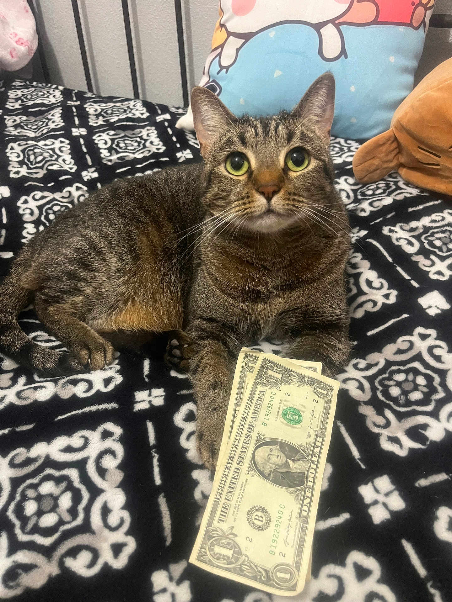 Chikkis joined the competition — help win amazing prizes! cat, tabby_cat, feline, dollar_bill, money, bed, blanket, pillow, stuffed_animal, paw, whiskers, green_eyes, indoor, pet, portrait, lying_down, black_and_white_pattern, plush_toy, cozy, looking_up