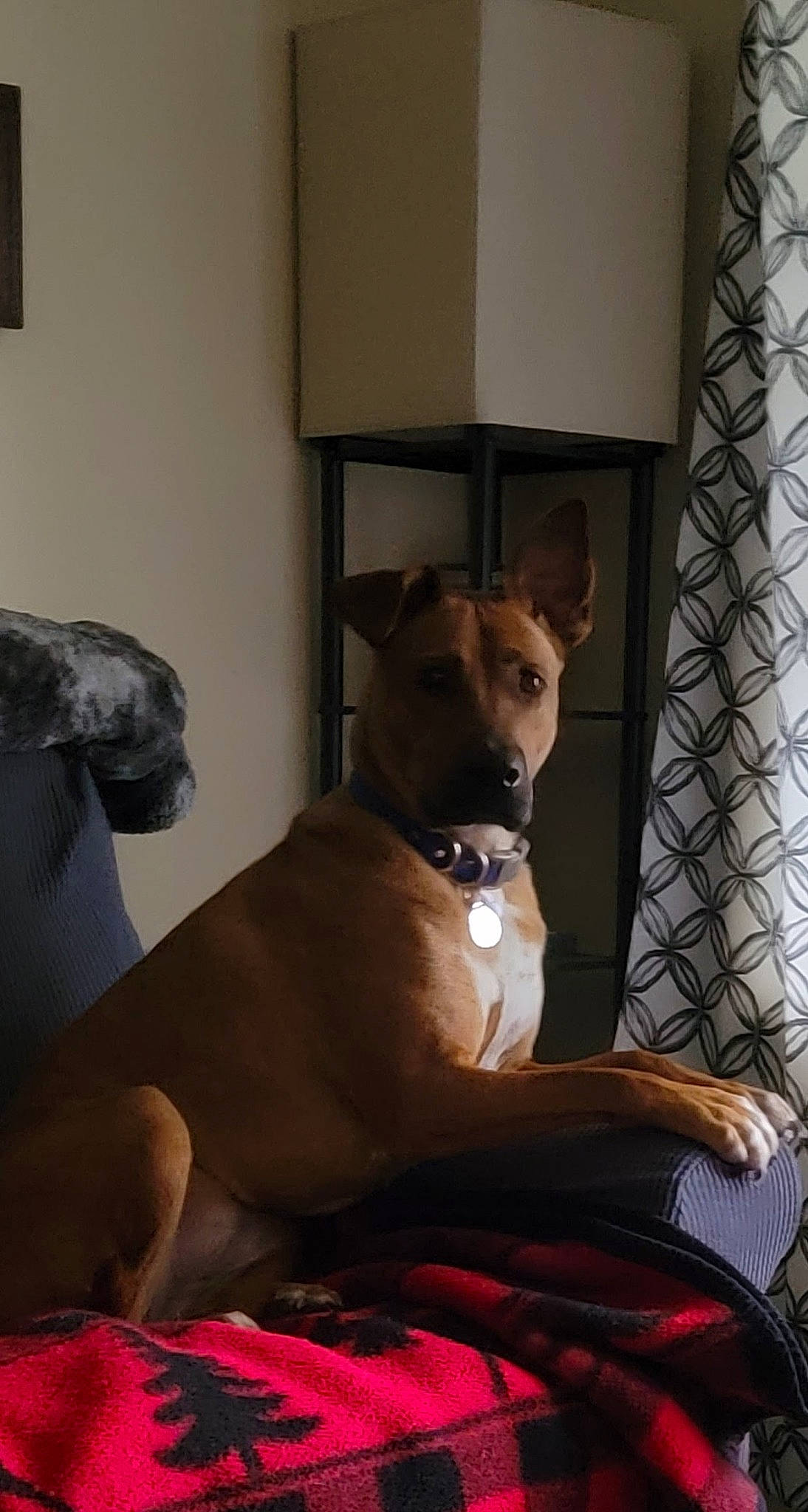 Journey joined the competition — help win amazing prizes! basenji, canidae, carnivore, comfort, companion_dog, curtain, dog, dog_breed, dog_sports, fawn, felidae, room, sighthound, sitting, snout, sporting_group, tail, whiskers, window, wood