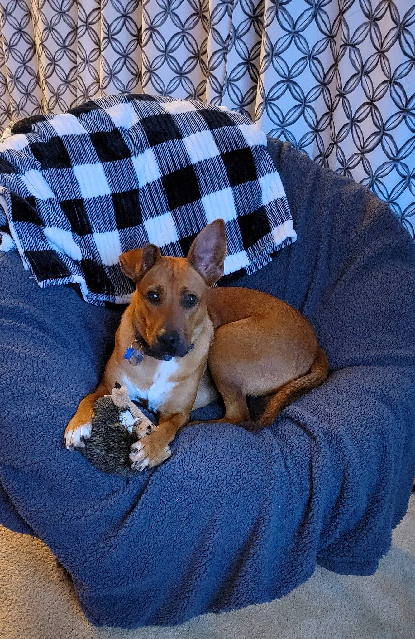 Journey joined the competition — help win amazing prizes! canidae, carnivore, collar, comfort, companion_dog, dog, dog_breed, dog_supply, fawn, fence, hound, mammal, mesh, pattern, paw, pet_supply, sporting_group, toy_dog, vertebrate, working_animal