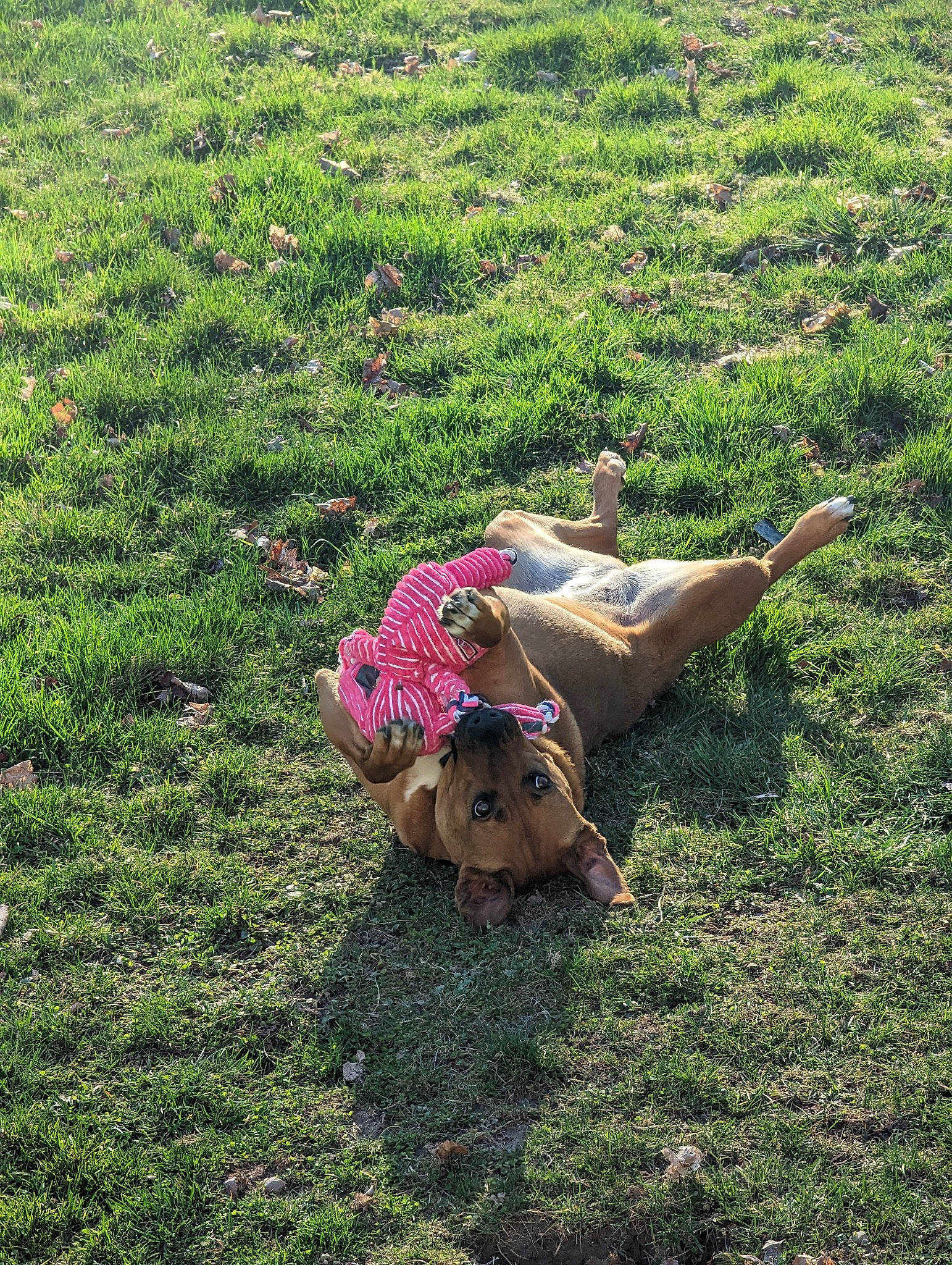 Journey joined the competition — help win amazing prizes! botany, ecoregion, fawn, field, grass, grass_family, grassland, groundcover, happy, landscape, leaf, leisure, meadow, natural_environment, people_in_nature, plant, plant_community, shrub, sun_hat, vegetation