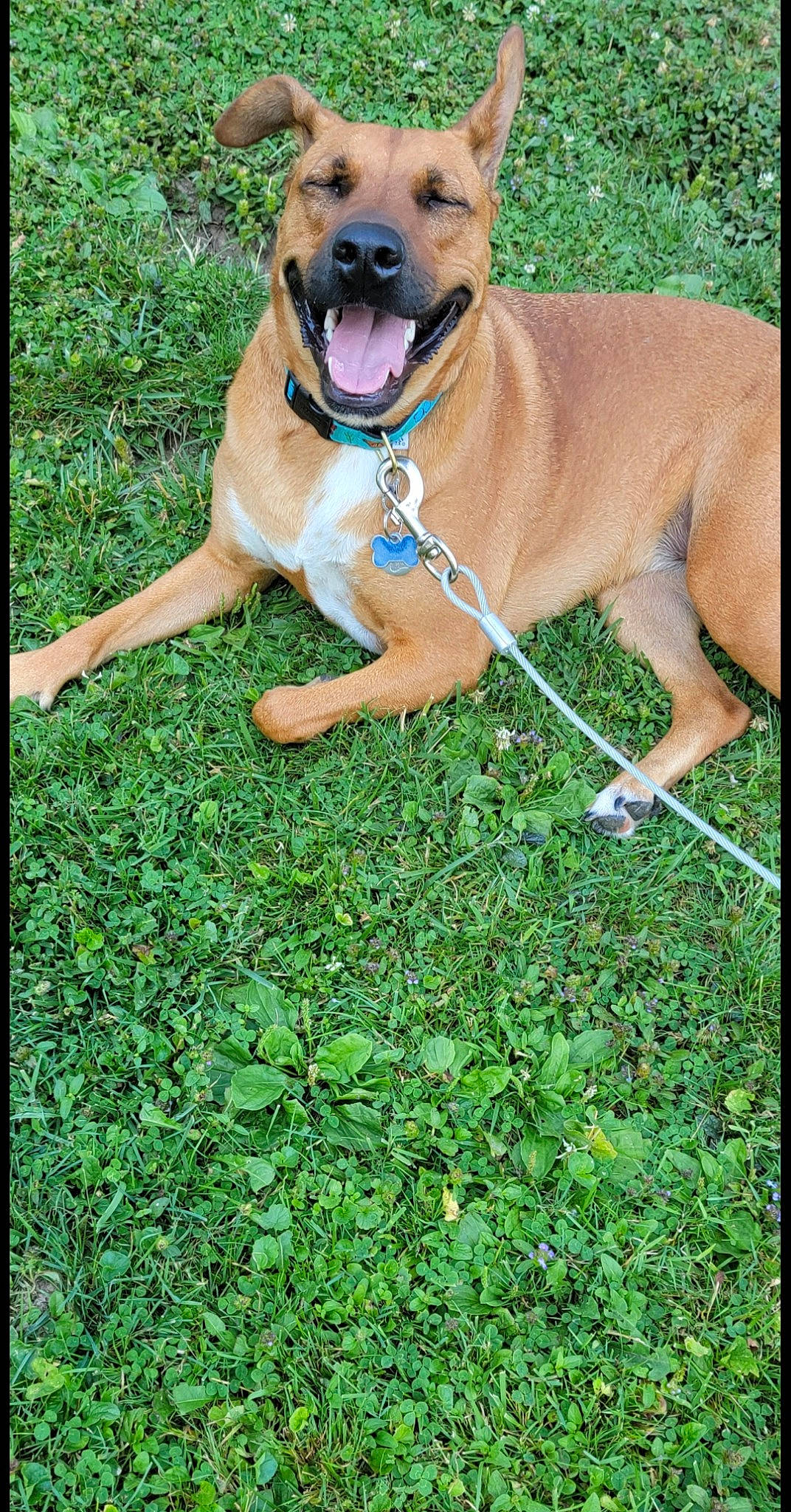 Journey joined the competition — help win amazing prizes! canidae, carnivore, collar, companion_dog, dog, dog_breed, dog_collar, dog_supply, fawn, grass, groundcover, guard_dog, hunting_dog, leash, liver, pet_supply, plant, sporting_group, tail, working_dog