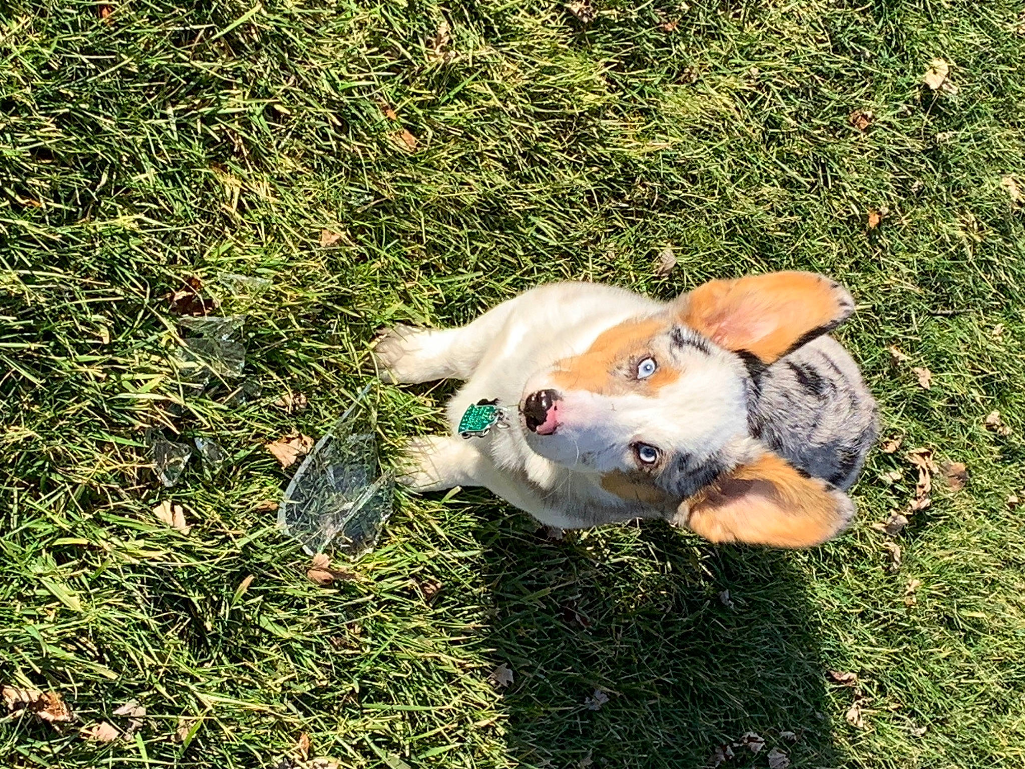 Ollie is registered to the contest to win money with this photo: australian_cattle_dog, canidae, carnivore, companion_dog, dog, dog_breed, ear, fawn, grass, nose, play, puppy, sporting_group
