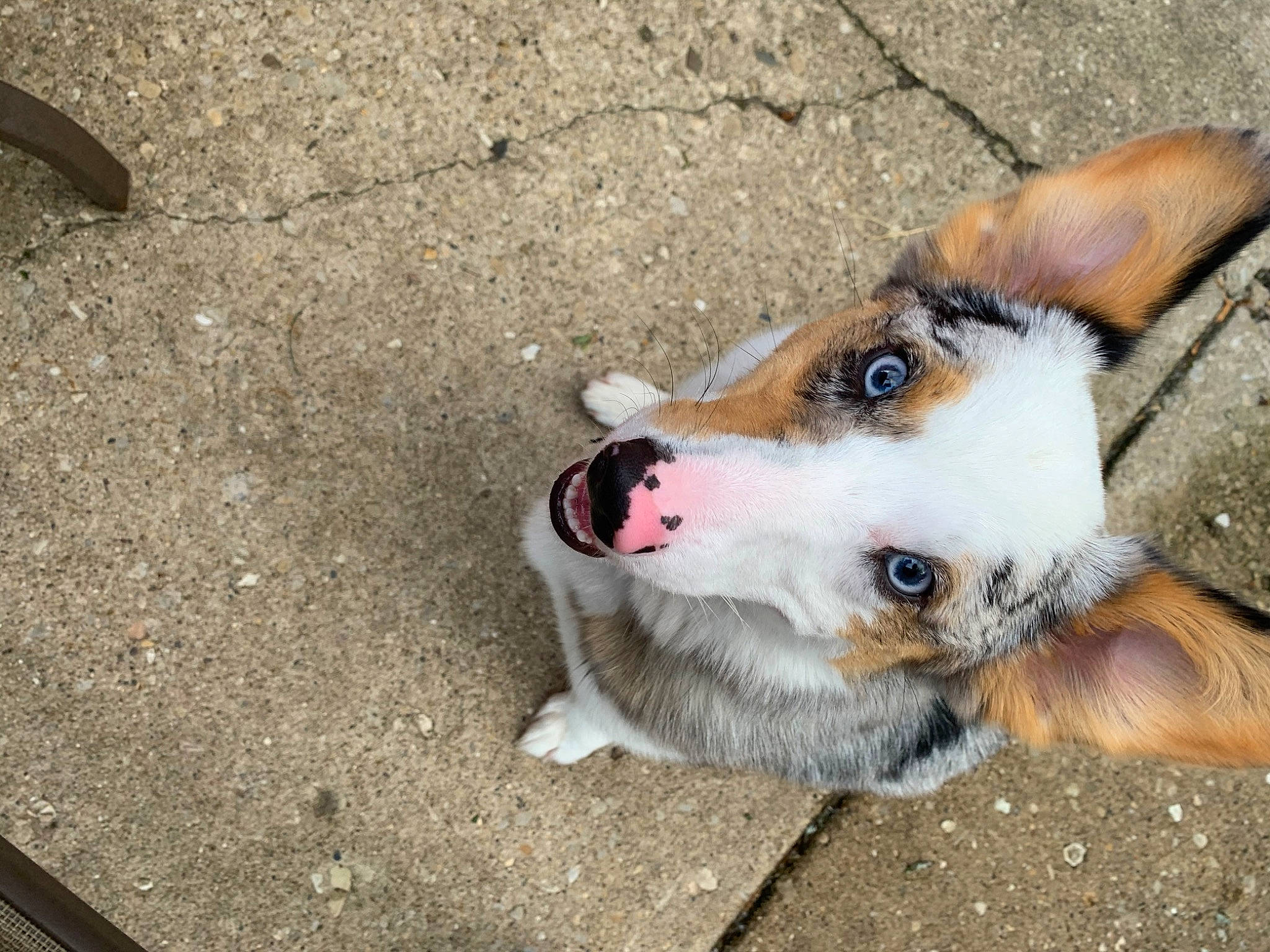 Ollie joined the competition — help win amazing prizes! canidae, cardigan_welsh_corgi, carnivore, corgi_chihuahua, dog, dog_breed, ear, fawn, mammal, nose, puppy, snout, street_dog