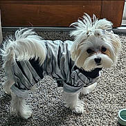 Mylo joined the competition — help win amazing prizes! dog, white_dog, striped_clothing, pet_outfit, carpet, indoor, curious, fluffy, small_dog, topknot, hair_tie, wooden_door, dog_bowl, domestic_pet, cute, standing, fur, animal, companion, home