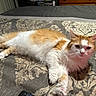 Meeka joined the competition — help win amazing prizes! cat, orange_and_white, fluffy, lying_down, bedspread, patterned, indoor, feline, pet, relaxed, resting, whiskers, ears, paws, fur, domestic, cozy, remote_control, furniture, sleepy