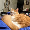 Meeka is registered to the contest to win money with this photo: cat, orange_cat, white_cat, curled_up, fluffy, tail, indoor, blanket, blue_blanket, sleepy, pet, feline, cozy, domestic_animal, fur, resting, room, door, shelf, home