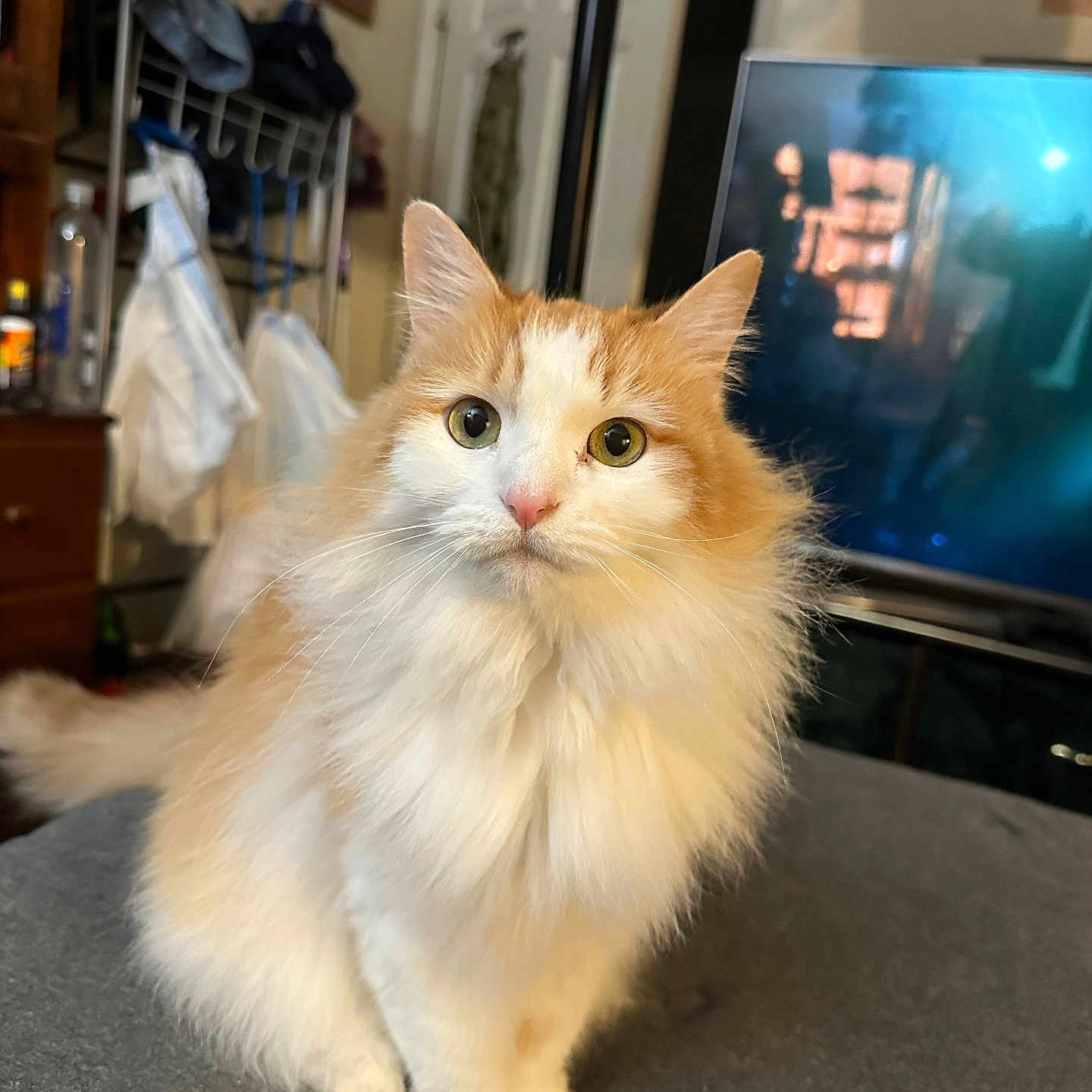 Meeka is registered to the contest to win money with this photo: cat, fluffy, orange_and_white, pet, indoor, curious, sitting, fur, whiskers, eyes, face, domestic, home, television, clothing_rack, certificate, furniture, gray_surface, background, cozy