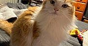 Meeka is registered to the contest to win money with this photo: cat, orange, white, fluffy, bed, blanket, furniture, dresser, room, indoor, pet, fur, curious, animal, cozy, sitting, closeup, domestic, whiskers, ears