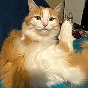 Meeka is registered to the contest to win money with this photo: cat, orange_cat, white_cat, fluffy, pet, indoor, feline, resting, blue_surface, household, animal, cute, portrait, fur, relaxed, domestic, looking_at_camera, whiskers, ears, nose