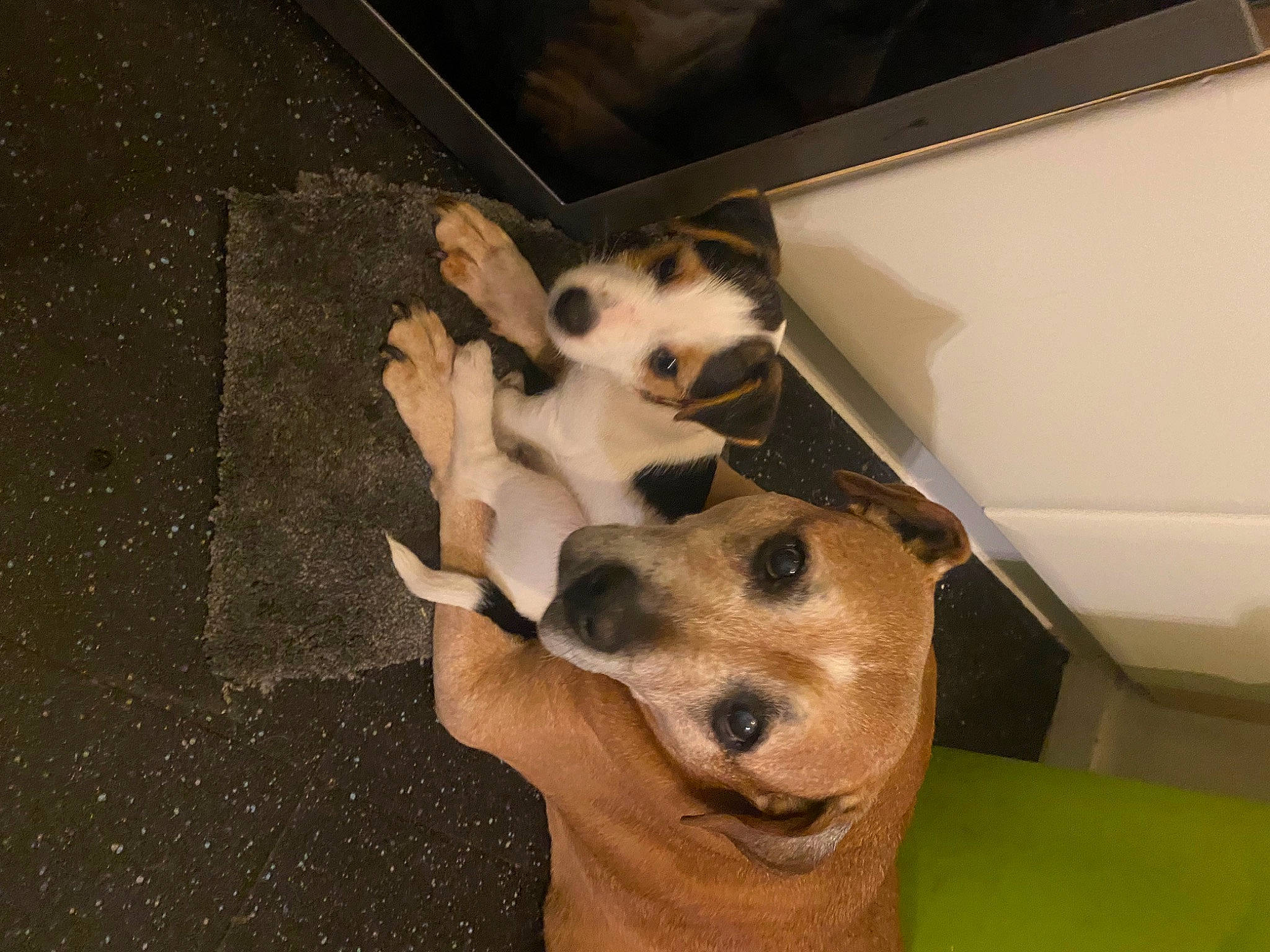 Phoebe joined the competition — help win amazing prizes! canidae, carnivore, companion_dog, dog, dog_breed, dog_collar, dog_supply, fawn, flooring, fur, jaw, non_sporting_group, paw, pet_supply, snout, sporting_group, tail, whiskers, wood, working_animal