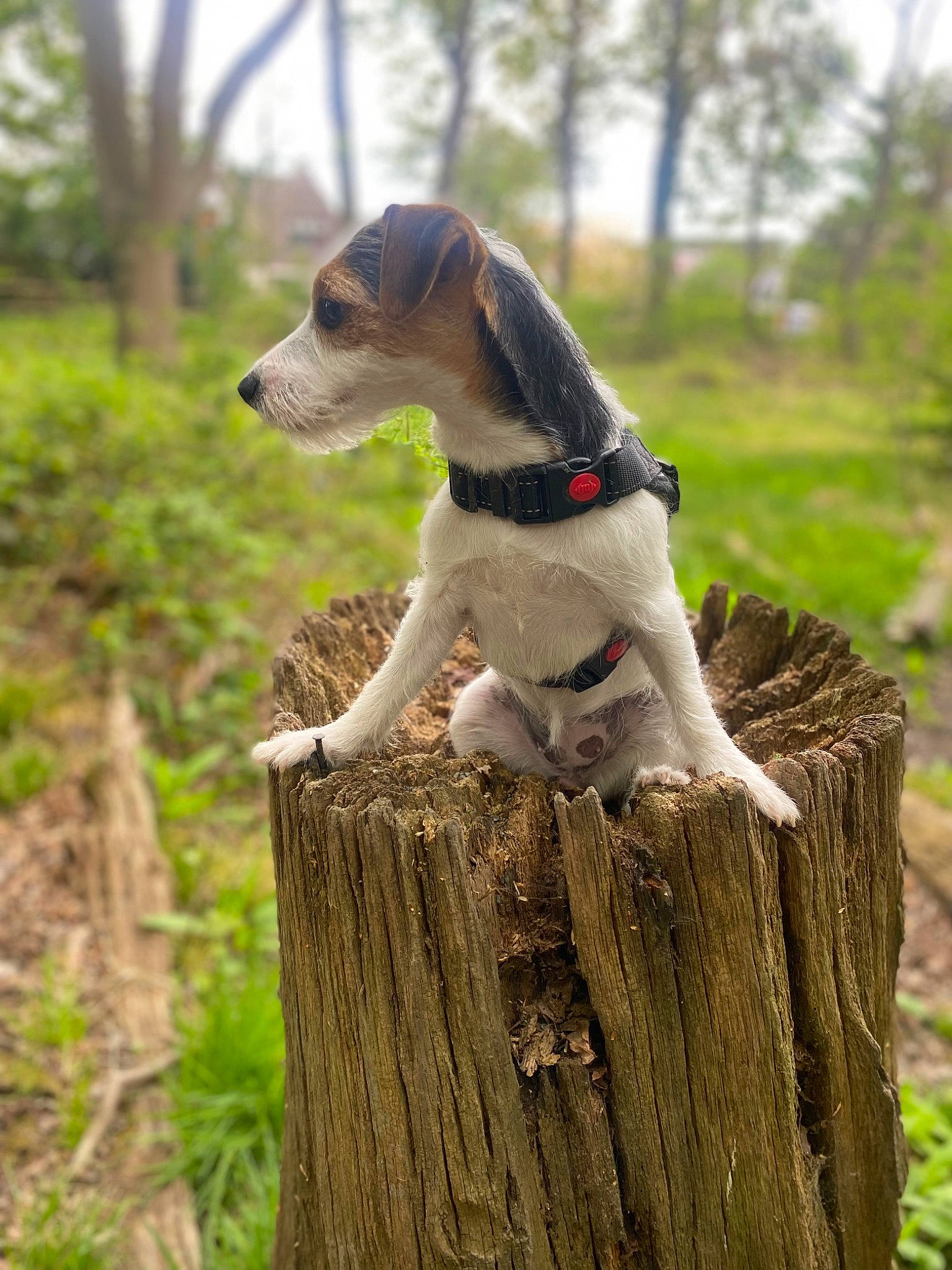 Phoebe is registered to the contest to win money with this photo: canidae, carnivore, chilean_fox_terrier, collar, companion_dog, dog, dog_breed, fawn, grass, hound, pet_supply, plant, recreation, scent_hound, snout, sporting_group, tail, tree, trunk, wood