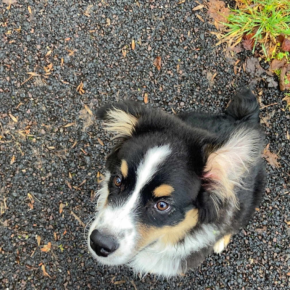 Atsuki participe au concours pour gagner de l'argent avec cette photo : animal, black, casual, curious, dog, ears, footwear, fur, grass, gravel, leaves, looking_up, nature, outdoor, pet, puppy, shoes, tan, walking_path, white