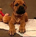 Lionel participe au concours pour gagner de l'argent avec cette photo : ancient_dog_breeds, carnivore, companion_dog, dog, dog_breed, fawn, flooring, hardwood, non_sporting_group, paw, photo_caption, terrestrial_animal, toy_dog, wood, working_animal, working_dog