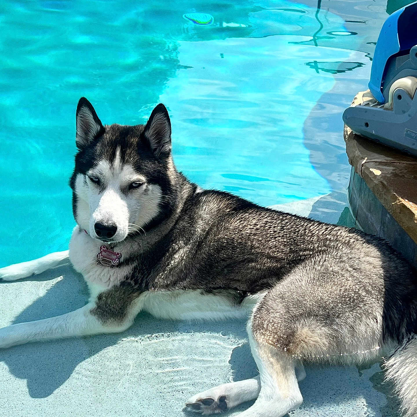 Bella joined the competition — help win amazing prizes! animal, architecture, boat, building, canine, dog, eskimodog, husky, nature, outdoors, pet, pool, puppy, rock, shelter, summer, swimmingpool, transportation, vehicle, water