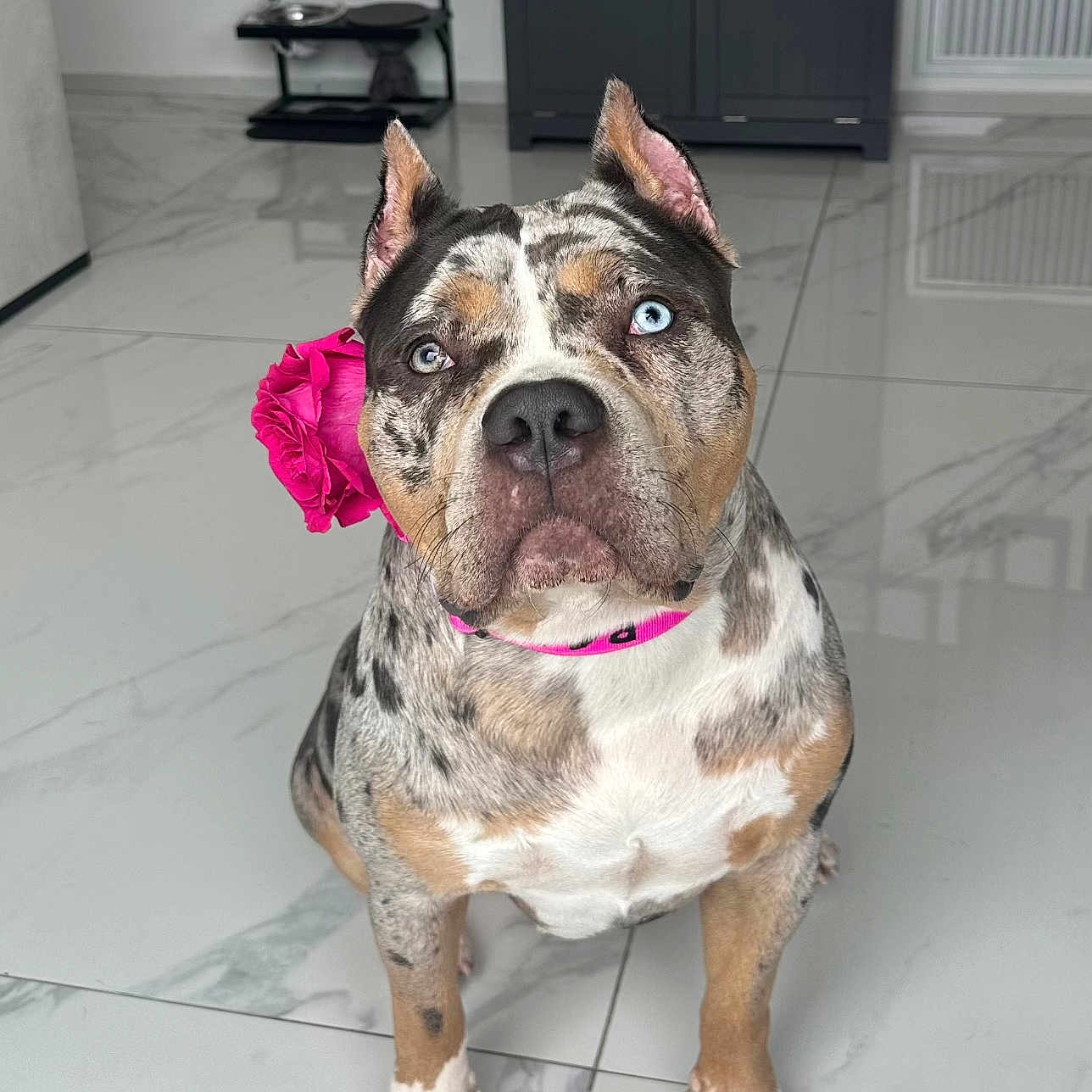 Arya a rejoint le concours — aidez-le/la à gagner de superbes lots ! animal, architecture, bostonbull, boxer, building, bulldog, canine, dog, frenchbulldog, furniture, hardwood, hound, indoors, interiordesign, livingroom, pet, pitbull, puppy, room, wood