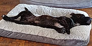 Sisco a rejoint le concours — aidez-le/la à gagner de superbes lots ! animal, bed, black_dog, canine, collar, comfort, cozy, dog, domestic_animal, fluffy_bed, furniture, home, indoor, paw, pet, relaxed, resting, sleeping, tongue, wooden_floor