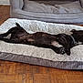 Sisco a rejoint le concours — aidez-le/la à gagner de superbes lots ! animal, bed, black_dog, canine, collar, comfort, cozy, dog, domestic_animal, fluffy_bed, furniture, home, indoor, paw, pet, relaxed, resting, sleeping, tongue, wooden_floor