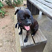 Sisco participe au concours pour gagner de l'argent avec cette photo : animal, bandana, bench, black_dog, canine, daylight, dog, grass, happy, leaves, nature, outdoor, park, pet, playful, rustic, sitting, tongue_out, tree, wooden_bench