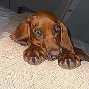 Elio is registered to the contest to win money with this photo: animal, bedroom, blanket, brown_dog, canine, closeup, comfort, cozy, cute, dog, fur, indoor, nostalgic, paws, pet, relaxing, resting, sleepy, soft, texture