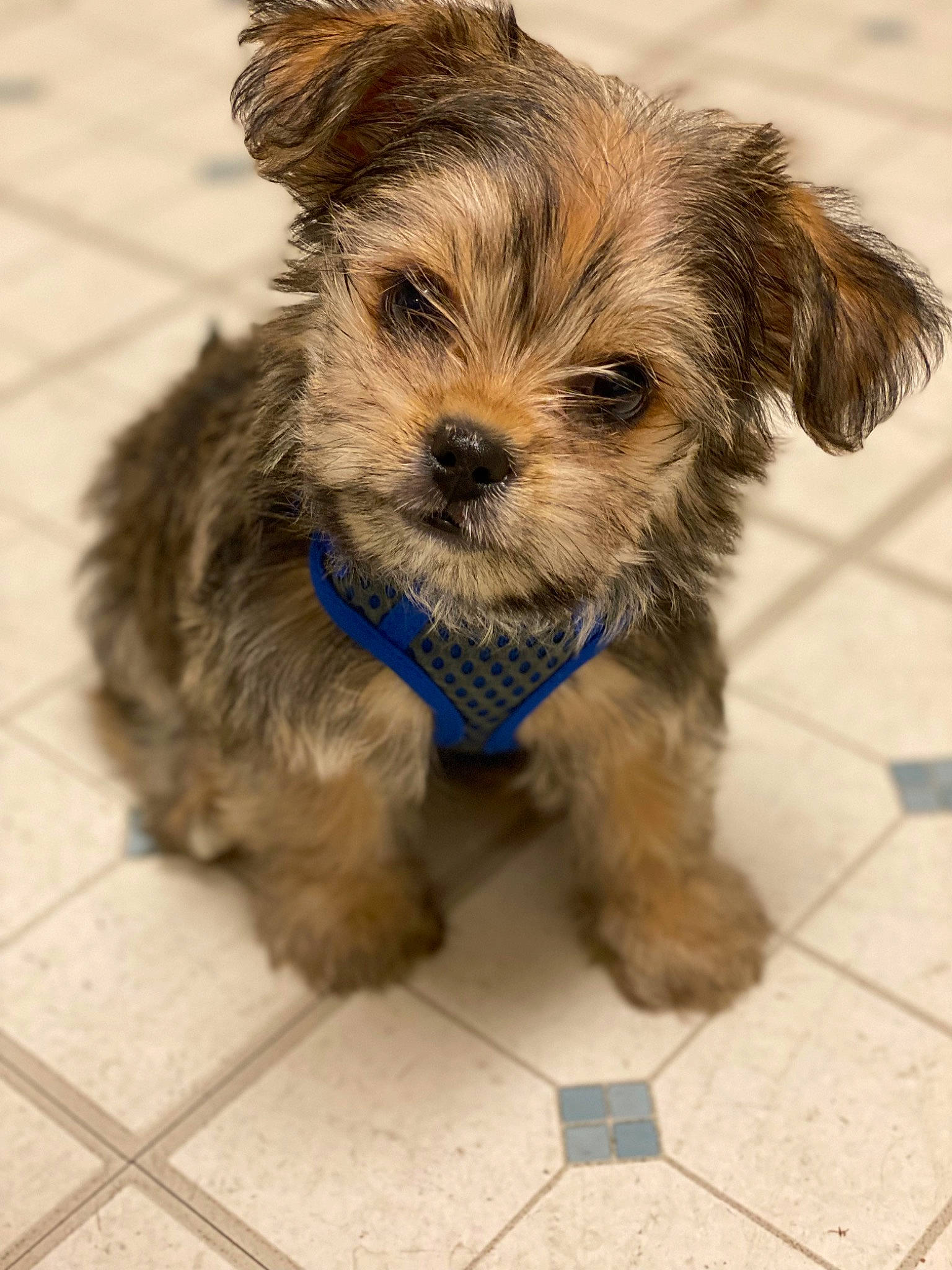 Harley joined the competition — help win amazing prizes! biewer_terrier, carnivore, companion_dog, dog, dog_breed, dog_supply, flooring, fur, small_terrier, snout, sporting_group, terrier, tile_flooring, toy_dog, working_animal