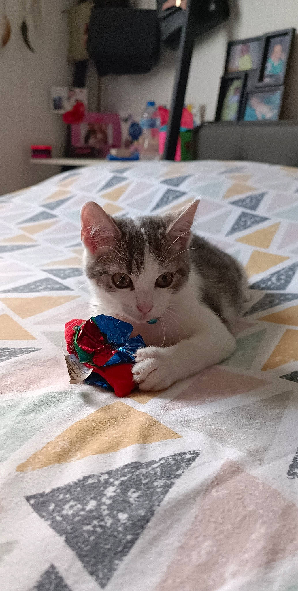 Angel participe au concours pour gagner de l'argent avec cette photo : bedding, carnivore, cat, child, claw, comfort, domestic_short_haired_cat, felidae, floor, flooring, fur, hardwood, linens, paw, picture_frame, room, small_to_medium_sized_cats, tail, whiskers, wood