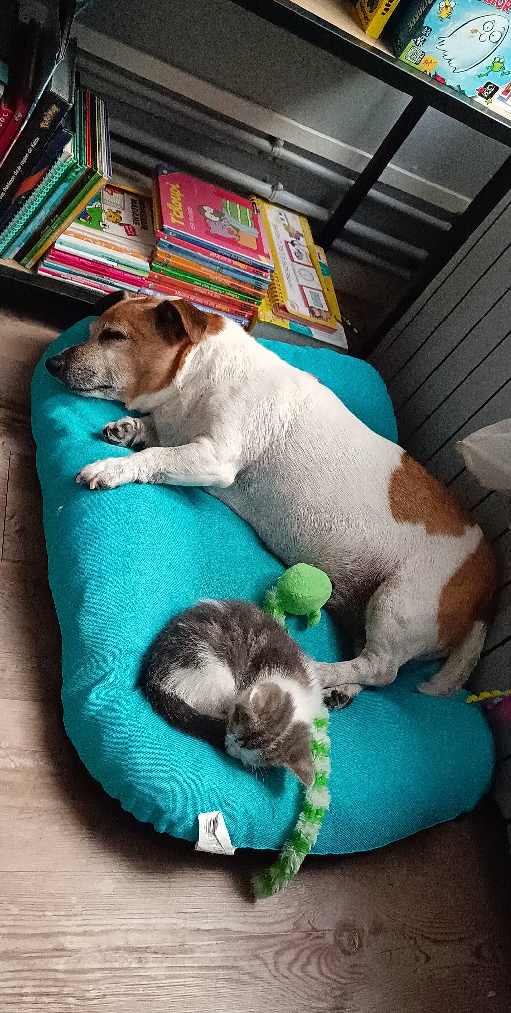 Angel a rejoint le concours — aidez-le/la à gagner de superbes lots ! canidae, carnivore, cat_supply, comfort, companion_dog, dog, dog_breed, dog_supply, fawn, linens, mammal, nap, paw, pet_supply, snout, sporting_group, tail, terrestrial_animal, whiskers, working_animal