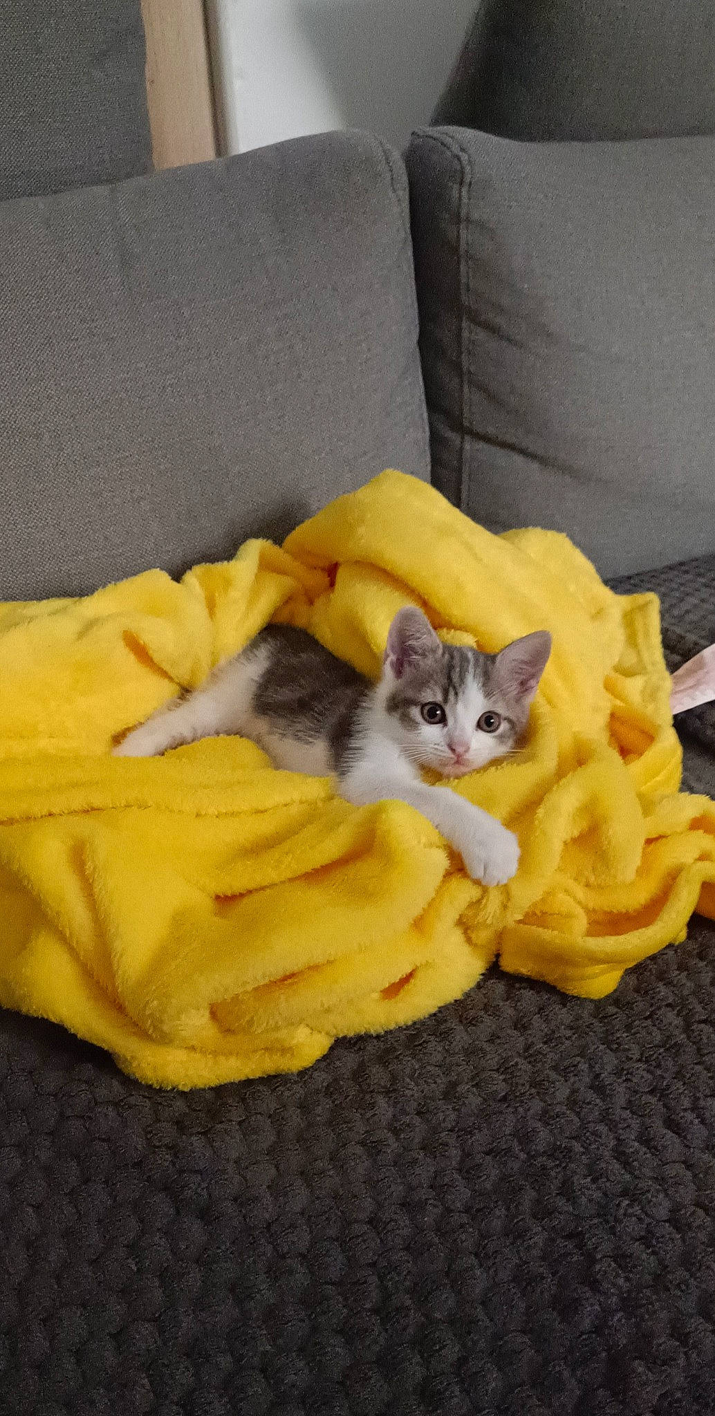 Angel participe au concours pour gagner de l'argent avec cette photo : canidae, carnivore, cat, cat_supply, comfort, companion_dog, couch, domestic_short_haired_cat, fawn, felidae, fur, hardwood, linens, nap, paw, pet_supply, sitting, small_to_medium_sized_cats, tail, whiskers