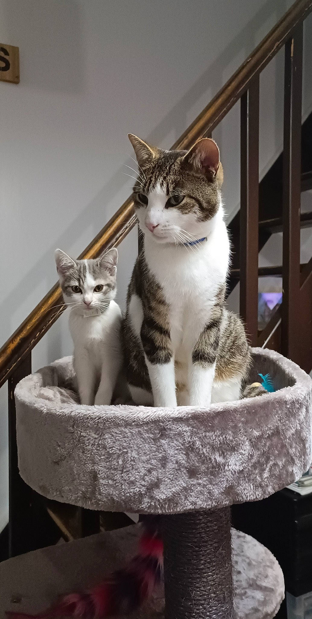 Angel participe au concours pour gagner de l'argent avec cette photo : carnivore, cat, cat_supply, domestic_short_haired_cat, felidae, fur, mammal, paw, pet_supply, serveware, sitting, small_to_medium_sized_cats, snout, tail, terrestrial_animal, whiskers