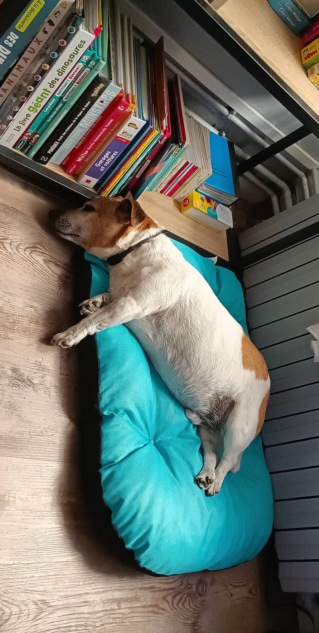 Loulou a rejoint le concours — aidez-le/la à gagner de superbes lots ! book, book_cover, bookcase, carnivore, collar, comfort, companion_dog, dog, dog_breed, dog_supply, electric_blue, fawn, pet_supply, publication, shelf, shelving, snout, sporting_group, tail, working_animal