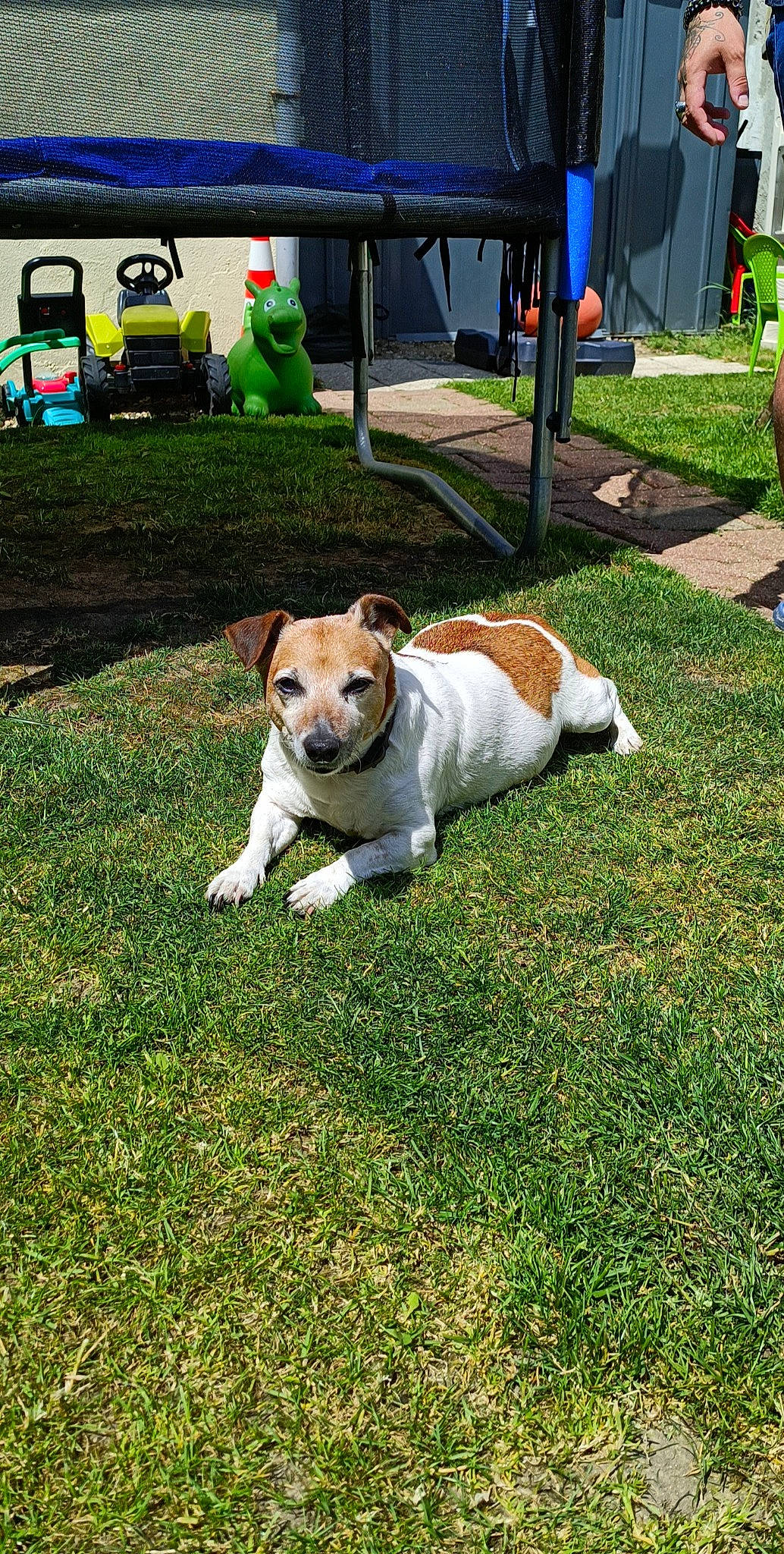 Loulou participe au concours pour gagner de l'argent avec cette photo : bench, canidae, carnivore, chair, collar, companion_dog, dog, dog_breed, grass, lawn, leisure, non_sporting_group, sidewalk, sporting_group, tail