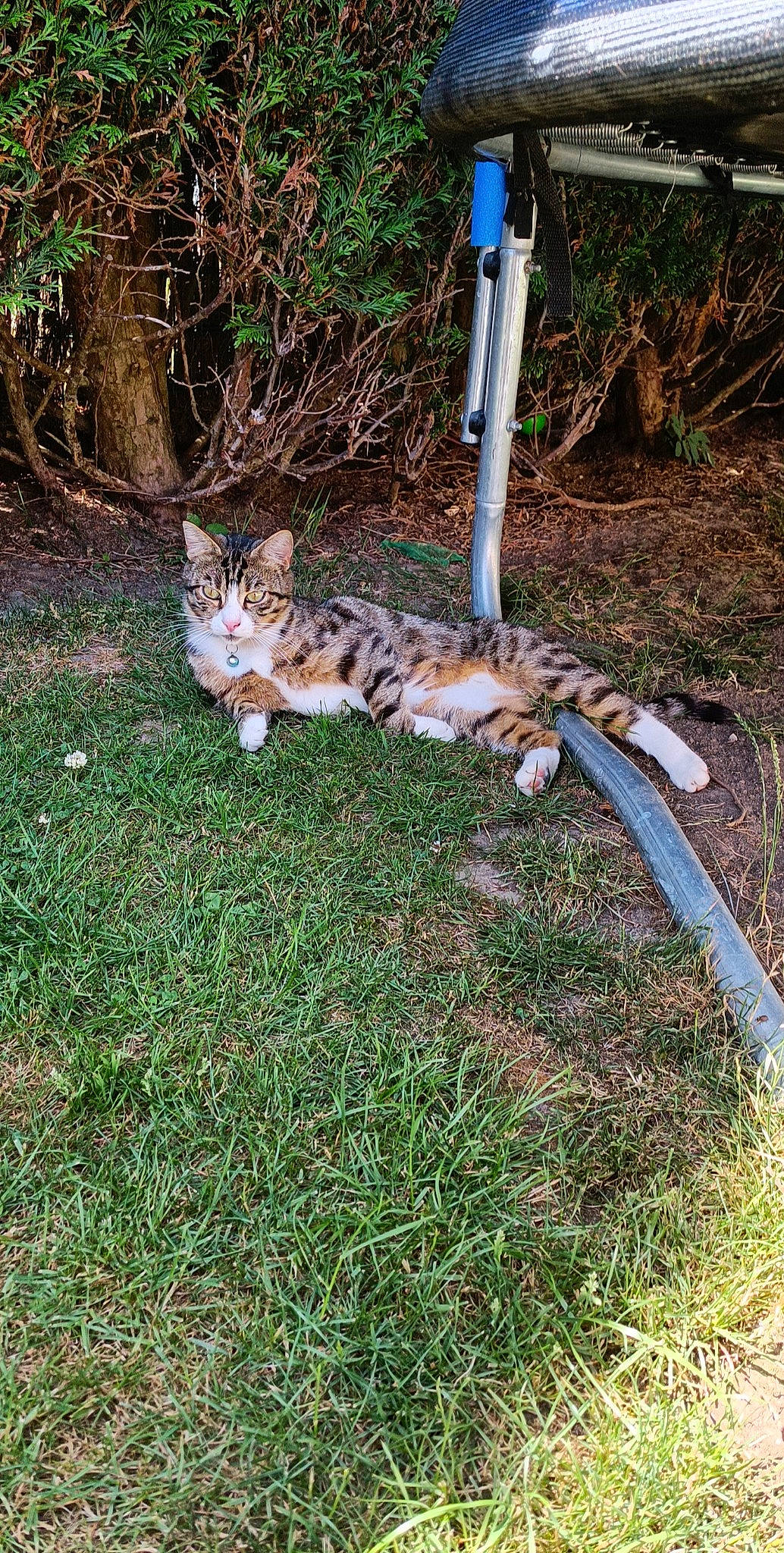 Pistache a rejoint le concours — aidez-le/la à gagner de superbes lots ! canidae, carnivore, cat, domestic_short_haired_cat, felidae, fur, grass, groundcover, hose, pipe, plant, reptile, small_to_medium_sized_cats, soil, tail, terrestrial_animal, tree, trunk, whiskers, wildlife