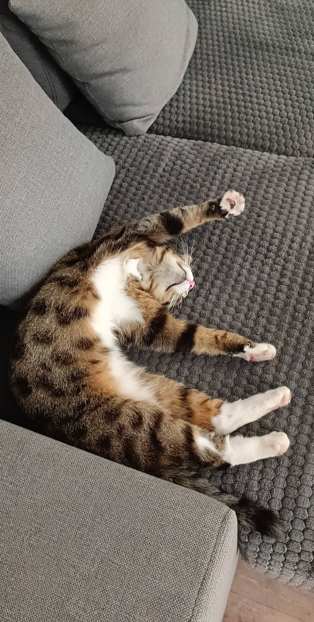 Pistache a rejoint le concours — aidez-le/la à gagner de superbes lots ! carnivore, cat, claw, comfort, couch, domestic_short_haired_cat, felidae, foot, fur, linens, paw, small_to_medium_sized_cats, snout, tail, terrestrial_animal, whiskers