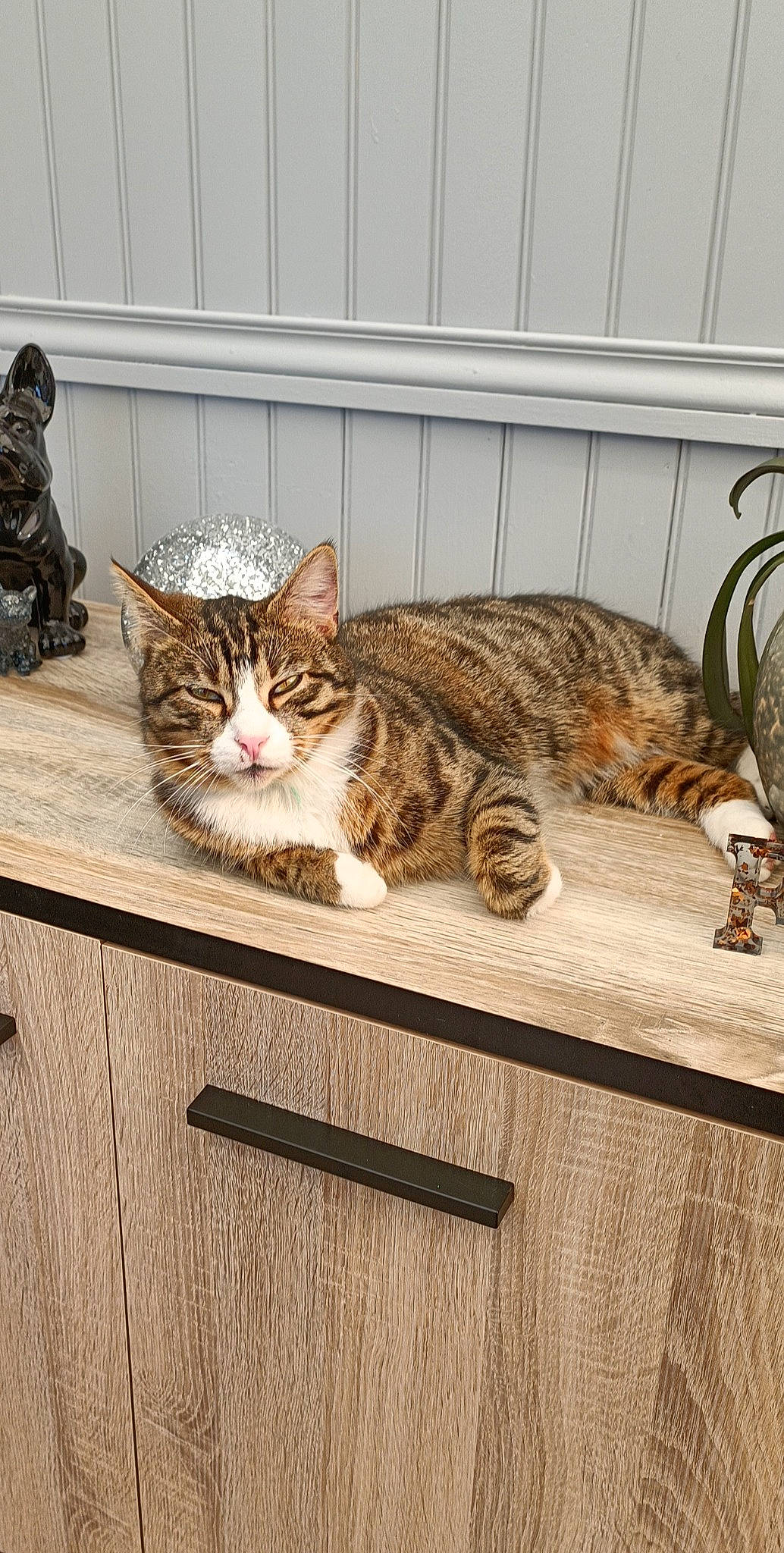 Pistache participe au concours pour gagner de l'argent avec cette photo : carnivore, cat, cat_supply, comfort, domestic_short_haired_cat, felidae, flooring, fur, hardwood, paw, sitting, small_to_medium_sized_cats, table, tail, terrestrial_animal, whiskers, wood