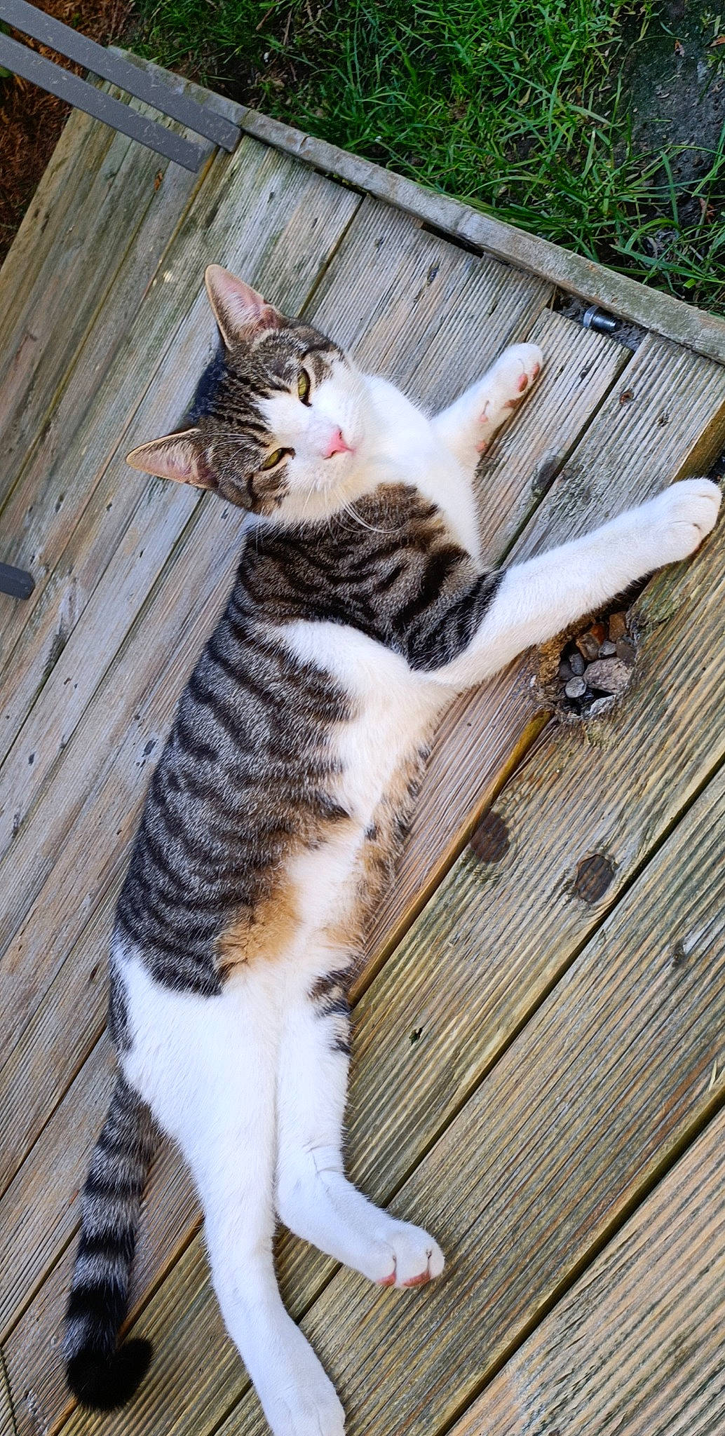 Stitch a rejoint le concours — aidez-le/la à gagner de superbes lots ! carnivore, cat, claw, domestic_short_haired_cat, eye, felidae, foot, fur, grass, human_leg, mammal, paw, plant, small_to_medium_sized_cats, snout, tail, terrestrial_animal, tree, whiskers, wood