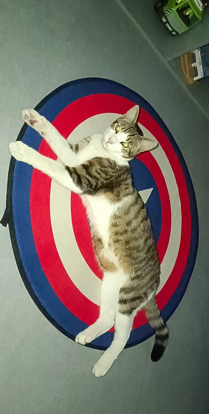 Stitch a rejoint le concours — aidez-le/la à gagner de superbes lots ! art, carnivore, cat, cat_supply, circle, claw, domestic_short_haired_cat, felidae, flooring, fur, mammal, paw, photo_caption, small_to_medium_sized_cats, snout, tail, terrestrial_animal, vertebrate, whiskers