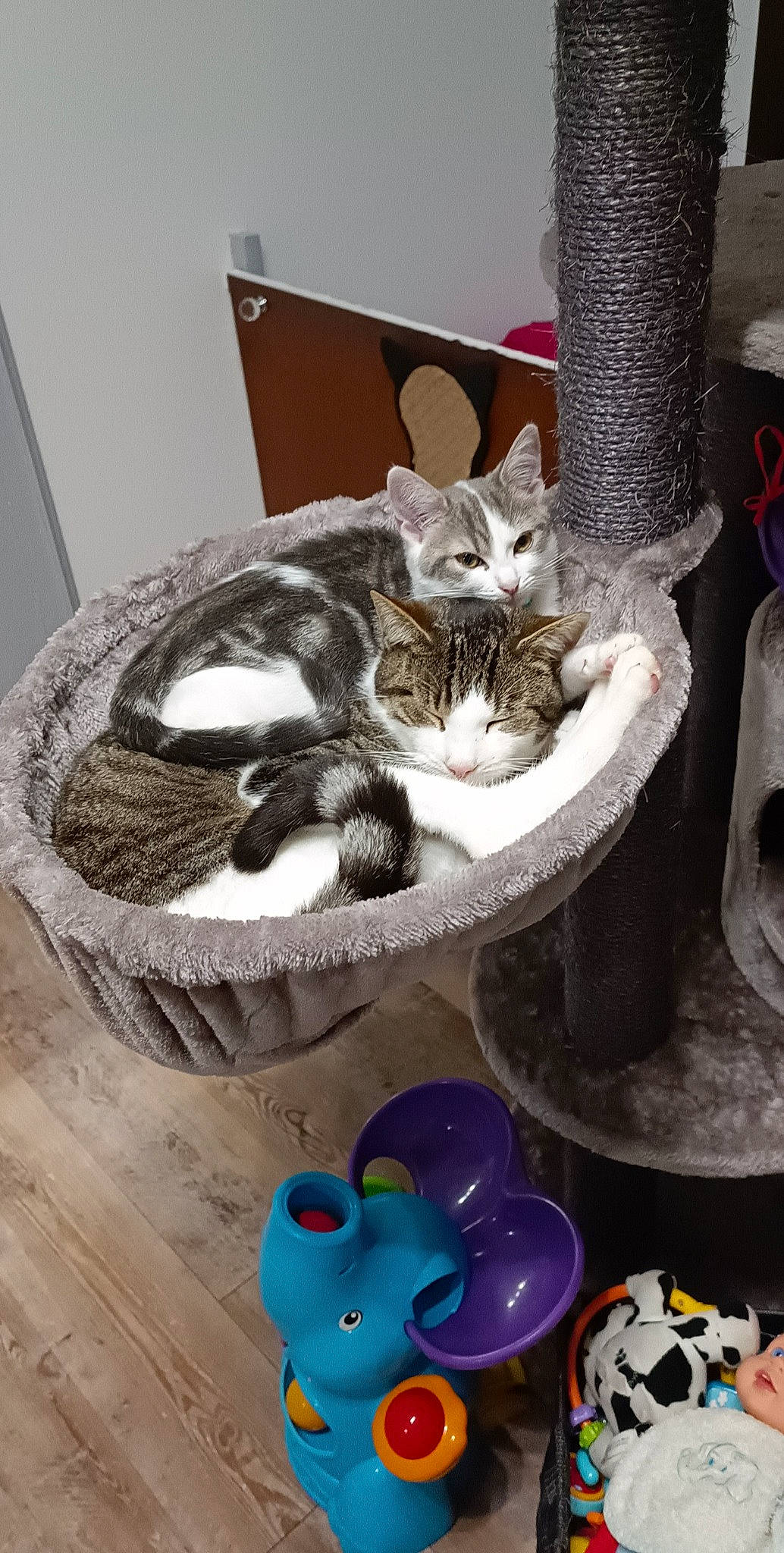 Stitch a rejoint le concours — aidez-le/la à gagner de superbes lots ! basket, bowl, box, carnivore, cat, cat_bed, cat_supply, claw, cylinder, domestic_short_haired_cat, felidae, fur, paw, pet_supply, serveware, small_to_medium_sized_cats, tail, terrestrial_animal, whiskers, wood