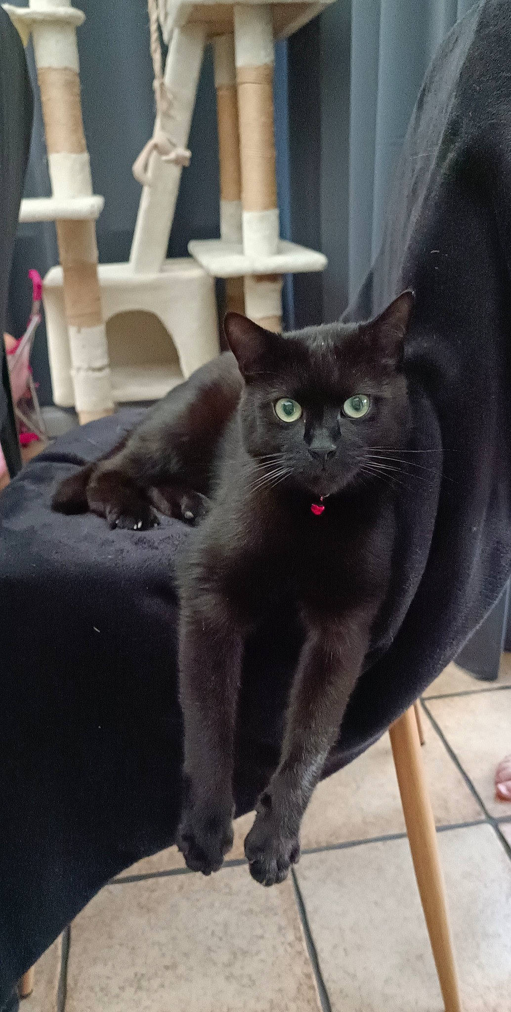 Pepsi participe au concours pour gagner de l'argent avec cette photo : black_cat, carnivore, cat, domestic_short_haired_cat, felidae, fur, grey, havana_brown, small_to_medium_sized_cats, snout, tail, terrestrial_animal, whiskers