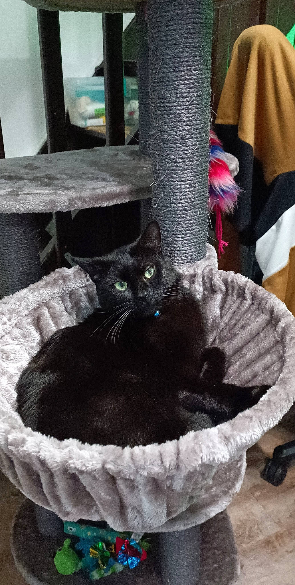 Pepsi participe au concours pour gagner de l'argent avec cette photo : basket, black_cat, bombay, carnivore, cat, cat_bed, cat_furniture, cat_supply, claw, comfort, domestic_short_haired_cat, felidae, fur, pet_supply, small_to_medium_sized_cats, tail, terrestrial_animal, vertebrate, whiskers, window