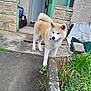akita, animal, canine, collar, concrete, curious, dog, domestic, door, fur, garden, greenery, house, nature, outdoor, pet, plants, sideways, standing, yard