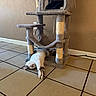Berlioz is registered to the contest to win money with this photo: cat, cat_tree, tile_floor, indoor, relaxed, stretching, pet, feline, home, cozy, animal, sleeping, resting, fur, whiskers, paw, cute, domestic, quiet, comfort