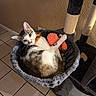 cat, cat_tree, toy, orange_bow, indoor, tile_floor, plush, gray, feline, pet, resting, cozy, curious, paw, fur, whiskers, playful, animal, domestic, cute