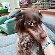 Nao participe au concours pour gagner de l'argent avec cette photo : dog, brown_dog, curly_hair, hand, bracelet, couch, armchair, flowers, flower_basket, indoor, furniture, window_blinds, tattoo, pet, closeup, living_room, cozy, blurred, domestic, companion