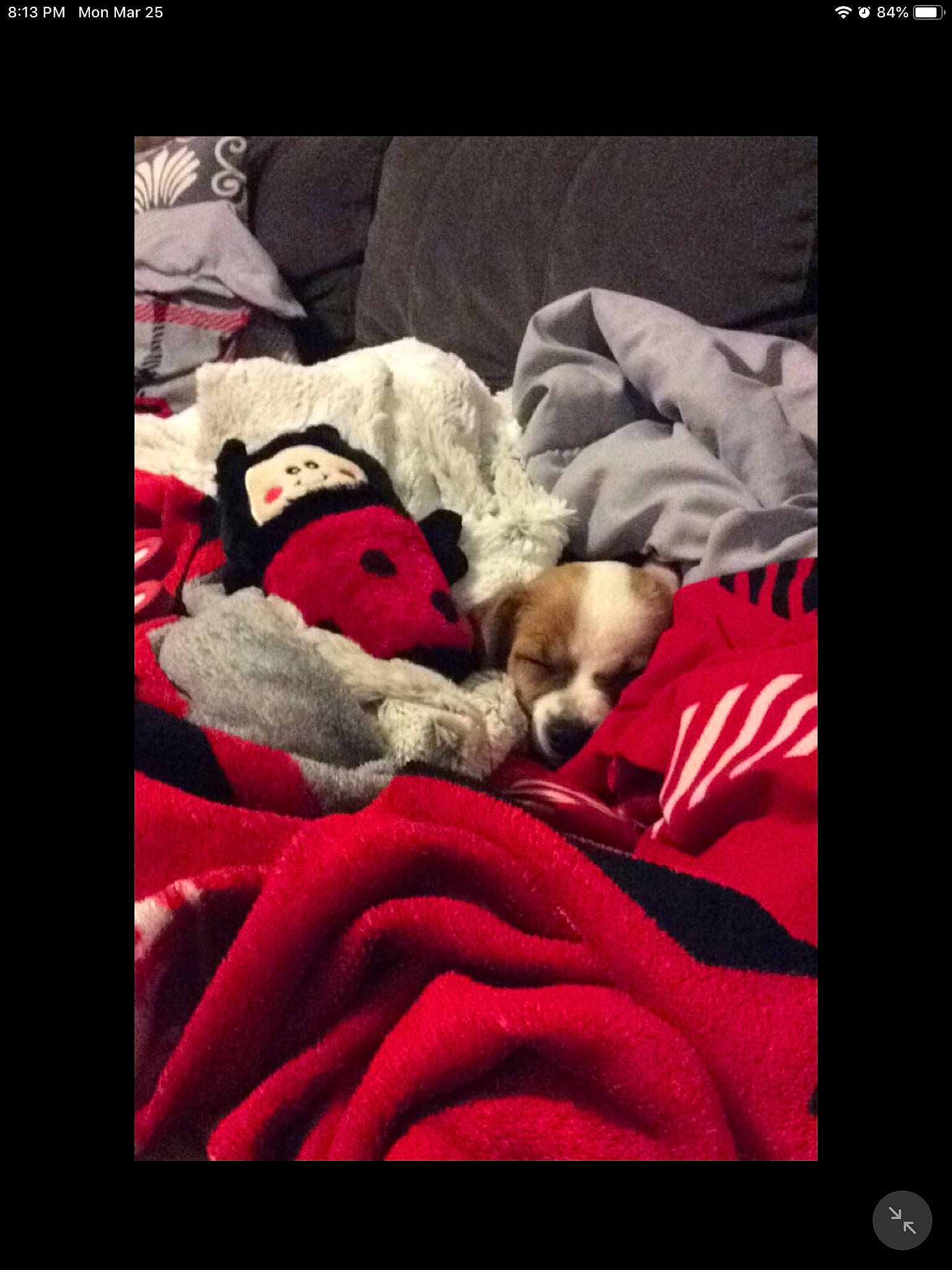 Boop joined the competition — help win amazing prizes! bedtime, canidae, carnivore, comfort, companion_dog, dog, dog_breed, love, nap, non_sporting_group, photo_caption, puppy, puppy_love, sporting_group, square