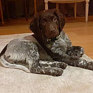 Pila a rejoint le concours — aidez-le/la à gagner de superbes lots ! puppy, dog, laying_down, carpet, indoor, brown_fur, speckled_fur, curious_eyes, collar, wooden_floor, furniture, cozy, pet, animal, young_dog, fur_pattern, looking_at_camera, domestic, home, cute
