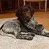 puppy, dog, laying_down, carpet, indoor, brown_fur, speckled_fur, curious_eyes, collar, wooden_floor, furniture, cozy, pet, animal, young_dog, fur_pattern, looking_at_camera, domestic, home, cute