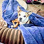 Lita Lou Harris is registered to the contest to win money with this photo: dog, blanket, blue_blanket, carpet, cushion, brown_cushion, pet, indoor, cozy, fur, small_dog, ears, looking, resting, home, animal, relaxed, cords, clothing, floor