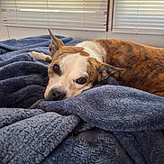 Lita Lou Harris joined the competition — help win amazing prizes! dog, brindle, white, blanket, plush, bedroom, indoor, pet, relaxed, lying_down, cozy, soft_texture, window_blinds, brown, ears, snout, looking, resting, fur, animal