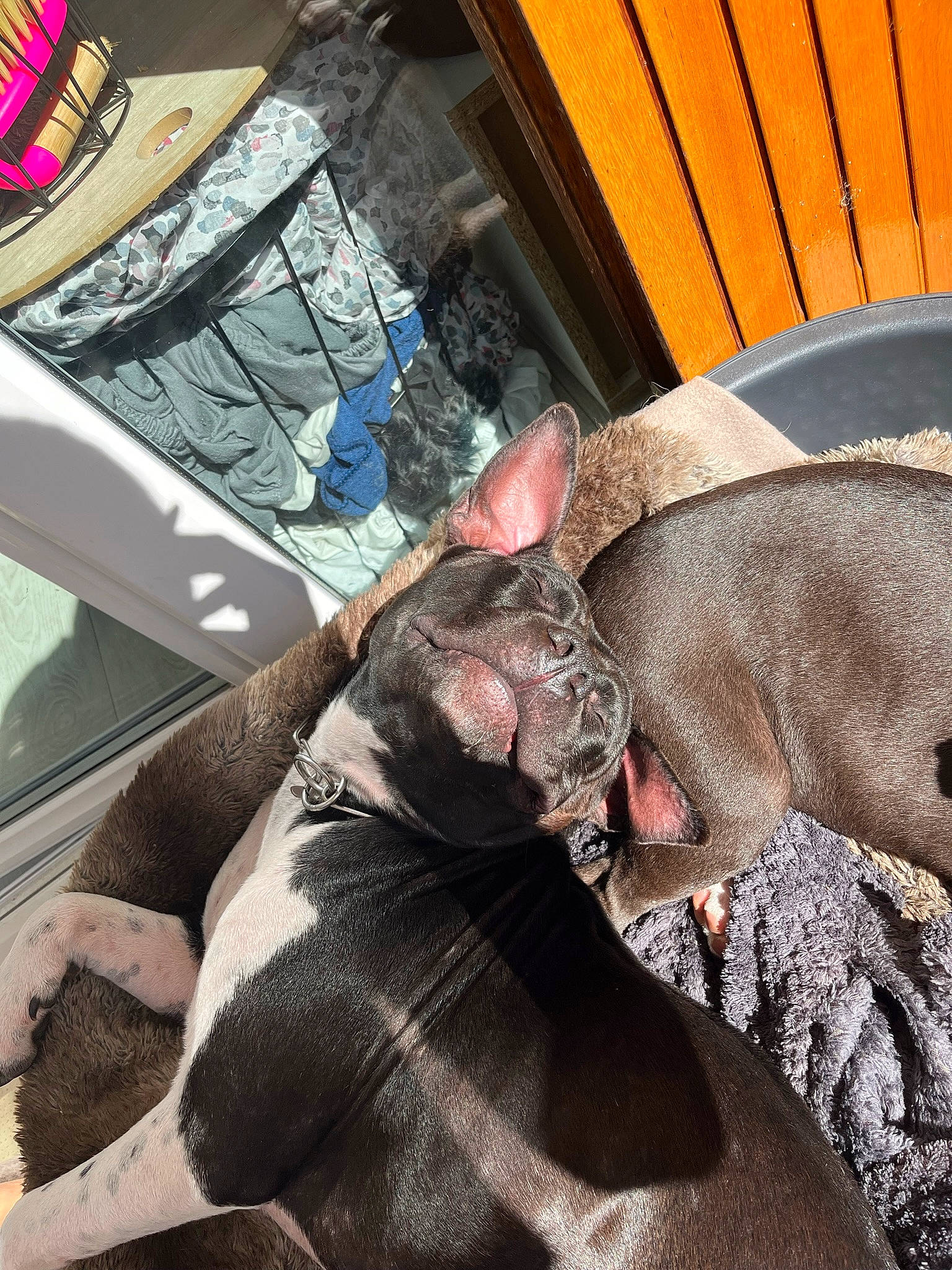 Tchoko a rejoint le concours — aidez-le/la à gagner de superbes lots ! canidae, carnivore, comfort, companion_dog, couch, dog, dog_breed, ear, fawn, felidae, fur, guard_dog, liver, puppy, small_to_medium_sized_cats, snout, sporting_group, toy_dog, whiskers, working_animal